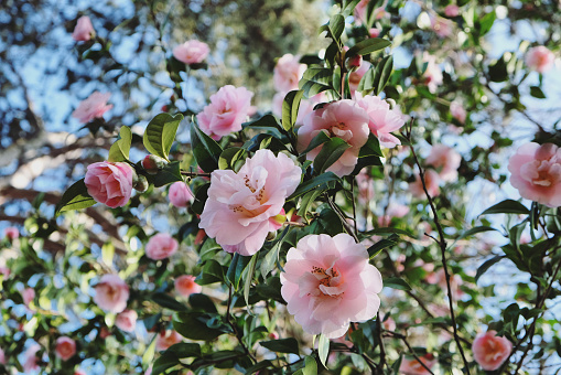 Soft Pink Camellia 'Felice Harris'  in flower
