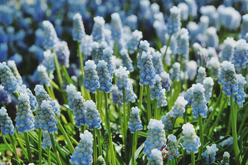 Clusters of tiny bell shaped pale blue flowers of the grape hyacinth, or  'Muscari armeniacum 'Peppermint' in flower.