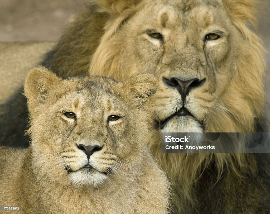 Vater und Sohn - Lizenzfrei Fotografie Stock-Foto