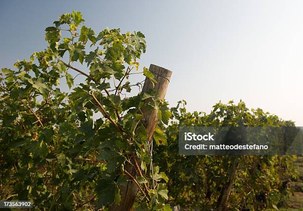 Foto de Uva e mais fotos de stock de Agricultura - Agricultura, Baga - Fruta, Cena Não-urbana