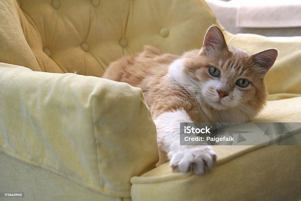 Orange Katze erreichen - Lizenzfrei Fotografie Stock-Foto