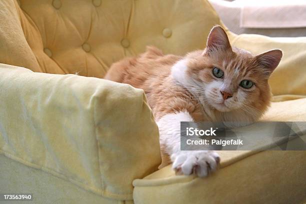 Orange Katze Erreichen Stockfoto und mehr Bilder von Fotografie - Fotografie, Greifen, Haustier