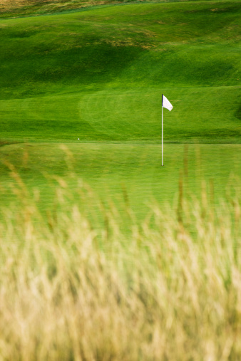 Subject: Vertical view through tall grass of a a hilly golf course