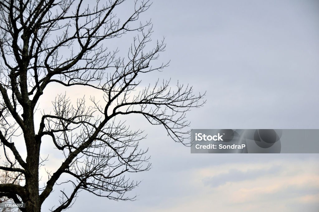 Kahler Baum - Lizenzfrei Ast - Pflanzenbestandteil Stock-Foto