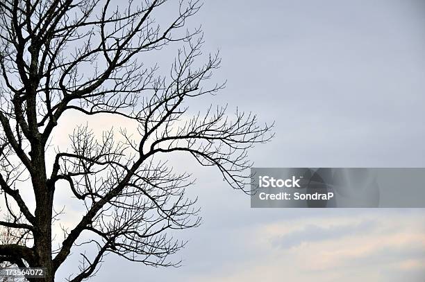 Kahler Baum Stockfoto und mehr Bilder von Ast - Pflanzenbestandteil - Ast - Pflanzenbestandteil, Baum, Blau