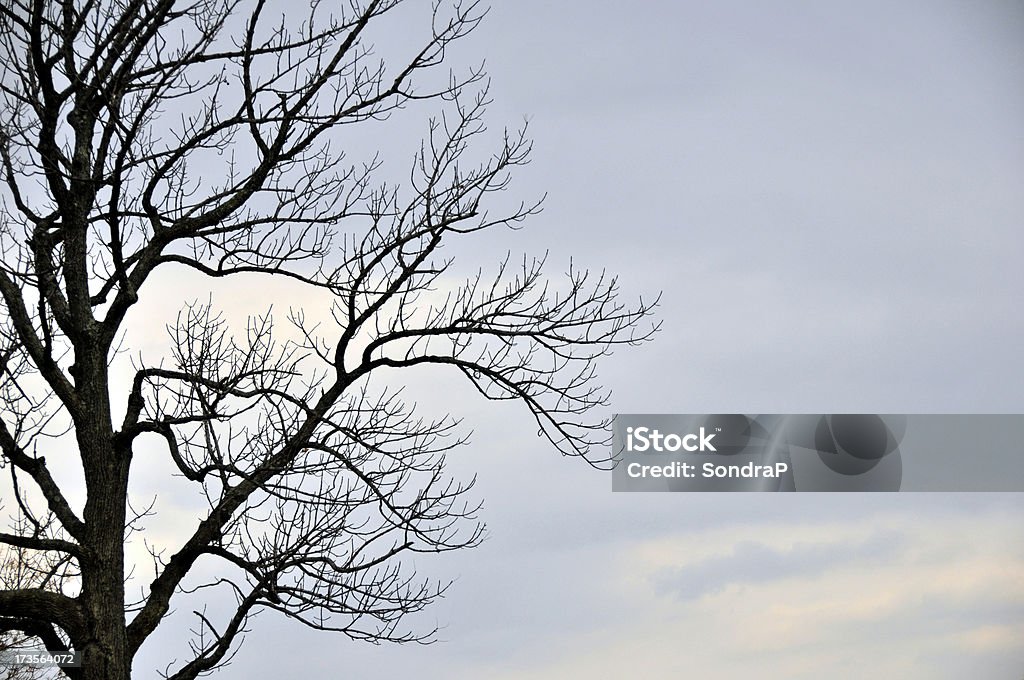 Голое дерево - Стоковые фото Без людей роялти-фри