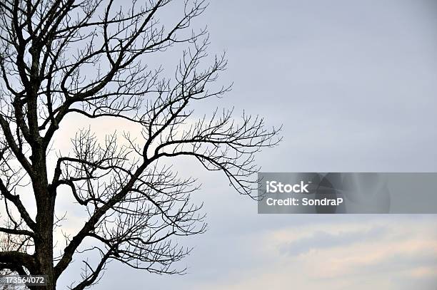 Голое Дерево — стоковые фотографии и другие картинки Без людей - Без людей, Белый, Ветвь - часть растения
