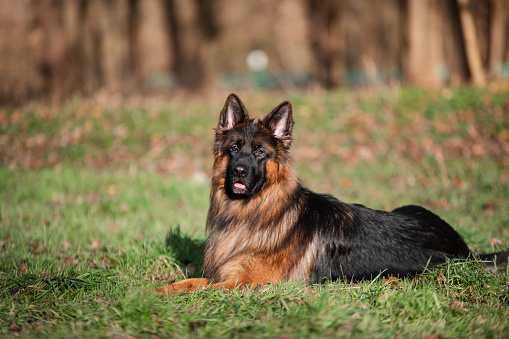 close-up of a German shepherd with intelligent eyes and protruding tongue. Dog is a friend of man