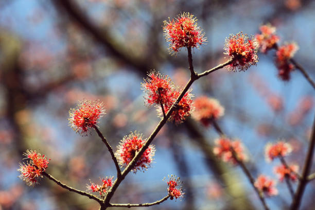 istock The red spring blossom the Acer Rubrum, also known as the Red Maple or Swamp Maple tree. 1735642707