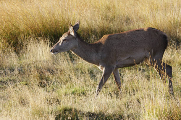 istock Hind red deer female Cervus elaphus seeks new autumn pastures 173564325