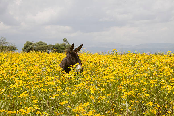 Close up view of a donkey in the meadow.