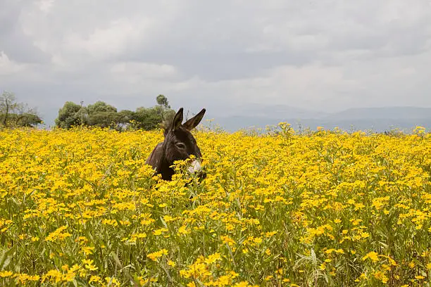 "Donkey in Flowerfield, Ethiopia."