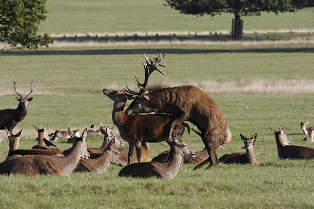 Penile erection red deer stag Cervus elaphus with hind Red deer stag (Cervus elaphus). This is early in the rut. While not objecting to the advances of the dominant stag, the female is not quite ready on this occasion. animal penis stock pictures, royalty-free photos & images