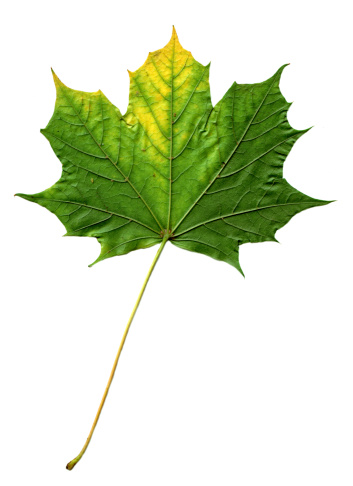 High resolution image of a green leaf.