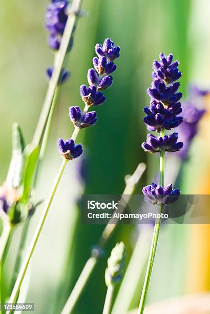 Lavendel Kräuterxvi Stockfoto und mehr Bilder von Alternative Medizin - Alternative Medizin, Aromaöl, Bildhintergrund