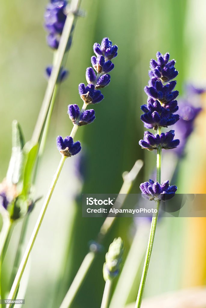 Erba di lavanda-XVI - Foto stock royalty-free di Aiuola