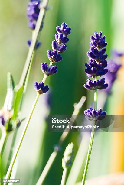 Erba Di Lavandaxvi - Fotografie stock e altre immagini di Aiuola - Aiuola, Ambientazione esterna, Annuale - Attributo floreale