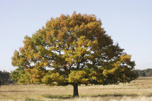 A red oak tree of almost perfect form in autumn colours. Richmond Park, Surrey, UK.