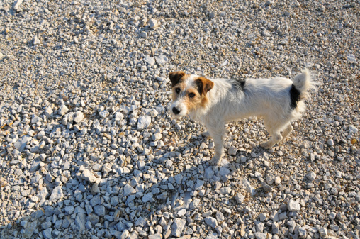 Cute dog on gravel road with shadow.