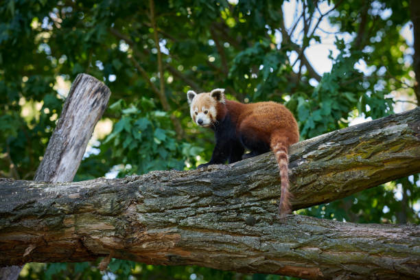 shy red panda, Ailurus fulgens on a tree trunk
