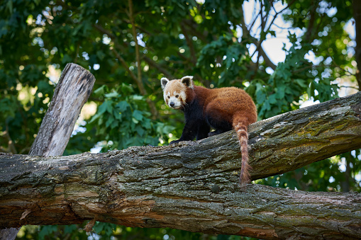 shy red panda, roter Panda, Katzenbär, Baumpanda, Ailurus fulgens on a tree trunk in zoo