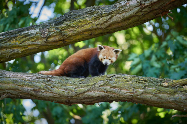 istock shy red panda, Ailurus fulgens on a tree trunk 1735652388