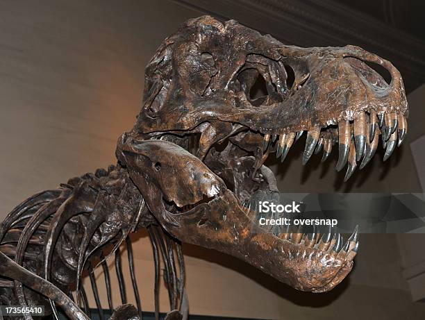 T Rex - Fotografie stock e altre immagini di Tirannosauro Rex - Tirannosauro Rex, Scheletro di animale, Museo