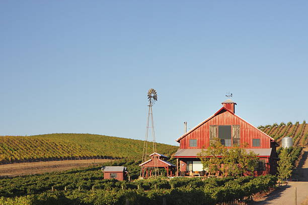 azienda vinicola uva di vigneto edificio agricolo - carneros valley napa valley vineyard california foto e immagini stock