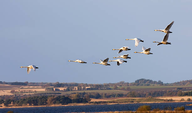 istock Whooper Swans flying in over Loch Leven 173565699