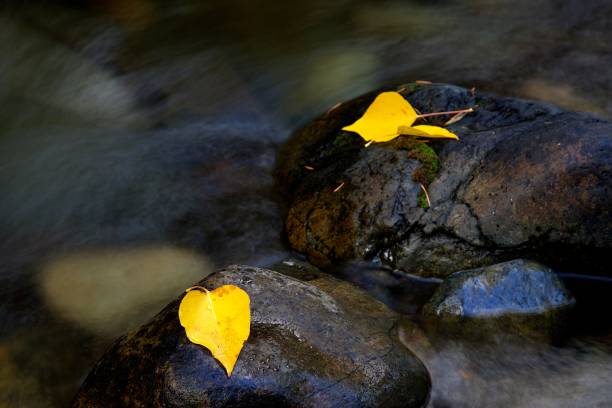 istock Autumn in the Cascades 1735657763
