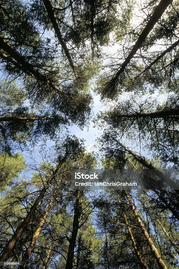 Treetops Image of a forest looking up to the sky. Alberta Stock Photo