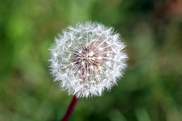 One Dandelion stock photo