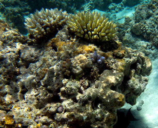 istock View of coral reef 1735662646