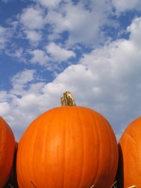 Ripe pumpkins against a blue sky.