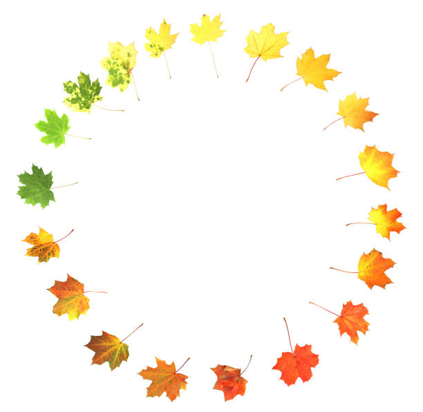 [url=http://www.istockphoto.com/file_search.php?action=file&lightboxID=2820680][img]http://farm4.static.flickr.com/3223/2871566838_2cf99fed82.jpg?v=0[/img]\n\n[/url]