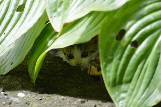 Dirty street kitten is standing on the street.
