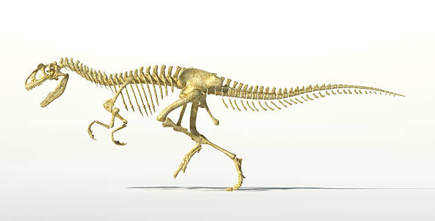istock Allosaurus dinosaur photorealistic skeleton. 173566597