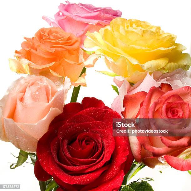 Photo libre de droit de Bouquet De Roses De Couleur Multi banque d'images et plus d'images libres de droit de Bouquet formel - Bouquet formel, Carré - Composition, Concepts