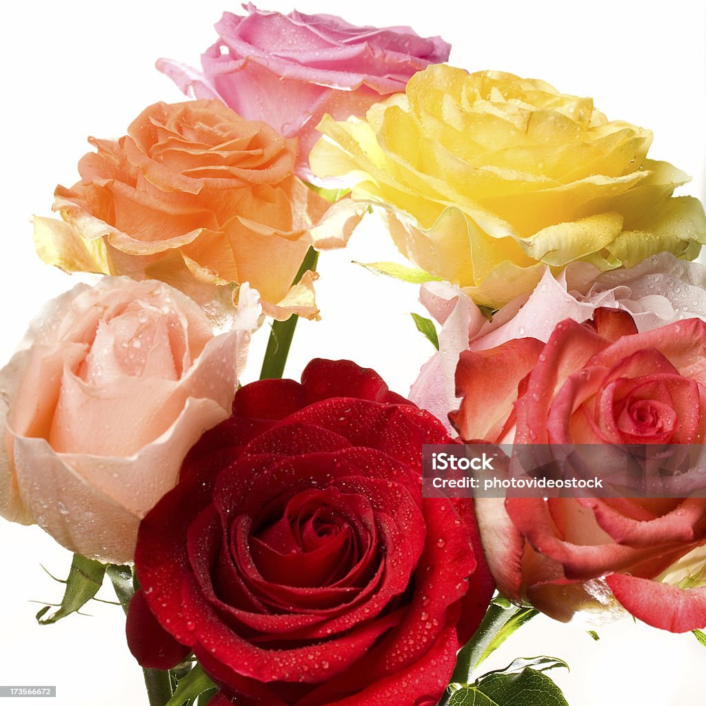 Multi colorate rose bouquet - Foto stock royalty-free di Arancione