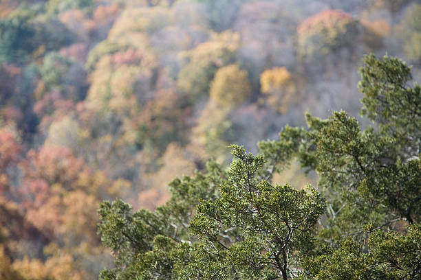 сидар в осенью - tree forest atlantic white cedar evergreen tree стоковые фото и изображения