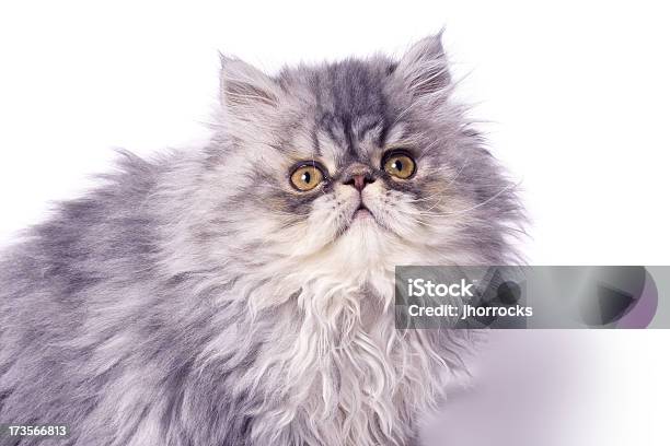 Persian Kitten Ii Stock Photo - Download Image Now - Domestic Cat, Perfection, Alertness