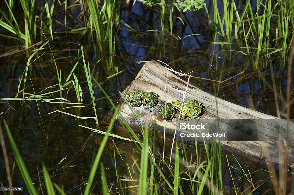 Trois des grenouilles - Photo de Grenouille libre de droits