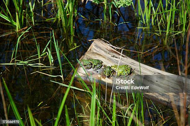 Photo libre de droit de Trois Des Grenouilles banque d'images et plus d'images libres de droit de Grenouille - Grenouille, Groupe d'animaux, Amphibien