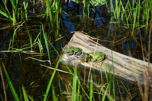 Grass Frogs sitting in a pond on a piece of driftwood