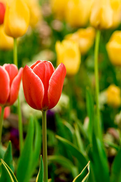 Beautiful tulips stock photo
