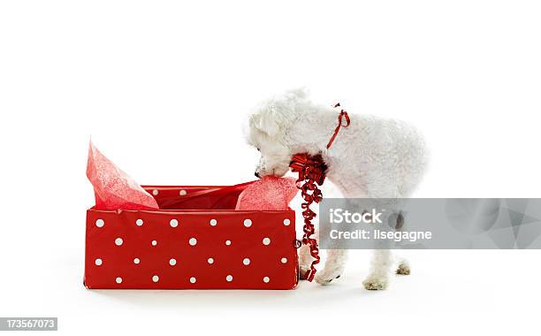 Dog Unwrapping A Gift Stock Photo - Download Image Now - Gift, Havanese, Animal