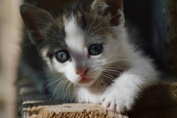 istock a little kitten with blue eyes 1735671379