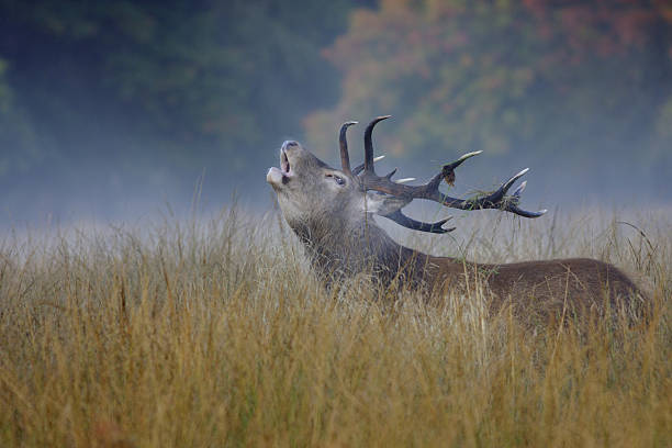 Bellowing lone red deer stag in mist roars autumn announcement Bellowing red deer stag (Cervus elaphus). One of the sights of Autumn at Richmond Park, Surrey, UK. In the middle of a fog-bound field, this red deer stag has a serious announcement to make to all-comers... richmond park stock pictures, royalty-free photos & images