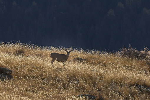 Mule deer herd on top of a mountain on a beautful Colorado autumn morning