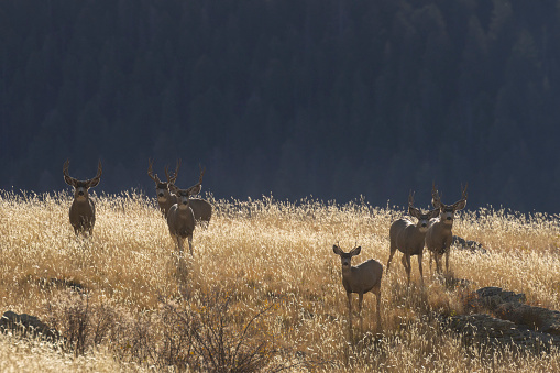 Mule deer herd on top of a mountain on a beautful Colorado autumn morning